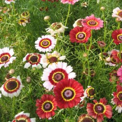 Okseje, flerfarvet <br>'Rainbow Mix' <br><i>Chrysanthemum carinatum</i>