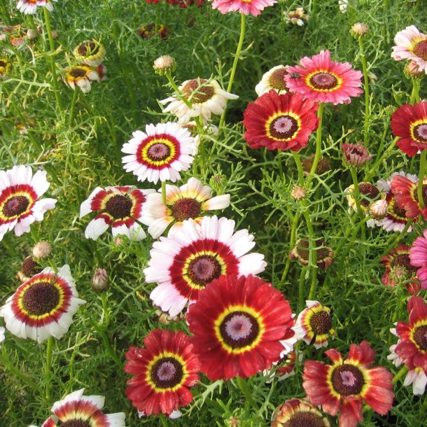 Okseje, flerfarvet <br>'Rainbow Mix' <br><i>Chrysanthemum carinatum</i>