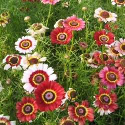 Blomstermix <br>'Kulrte buketter'<br><br>