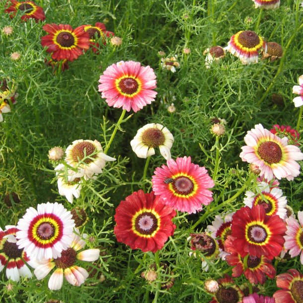 Okseje, flerfarvet <br>'Rainbow Mix' <br><i>Chrysanthemum carinatum</i>