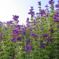 Dusksalvie <br>'Blue Denim'<br><i>Salvia viridis </i>
