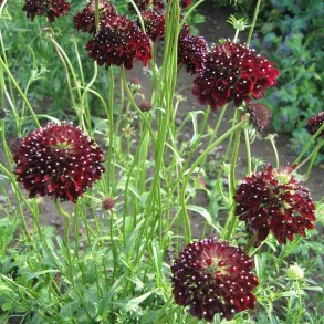 Enkeblomst <br>'Black Knight' <br><i>Scabiosa atropurpurea</i>