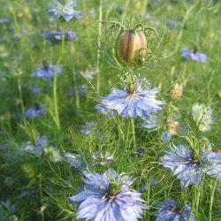 Nigella, <br>Jomfru i det grnne <br>'Miss Jekyll Sky Blue'<br><i>Nigella damascena</i>