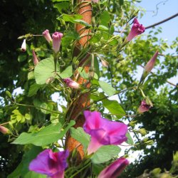 Pragtsnerle <br>'Grandpa Ott' <br><i>Ipomoea purpurea </i>