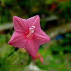 Snerle, Fjer- <br>'Feather Rose' <br><i>Ipomoea quamoclit</i>