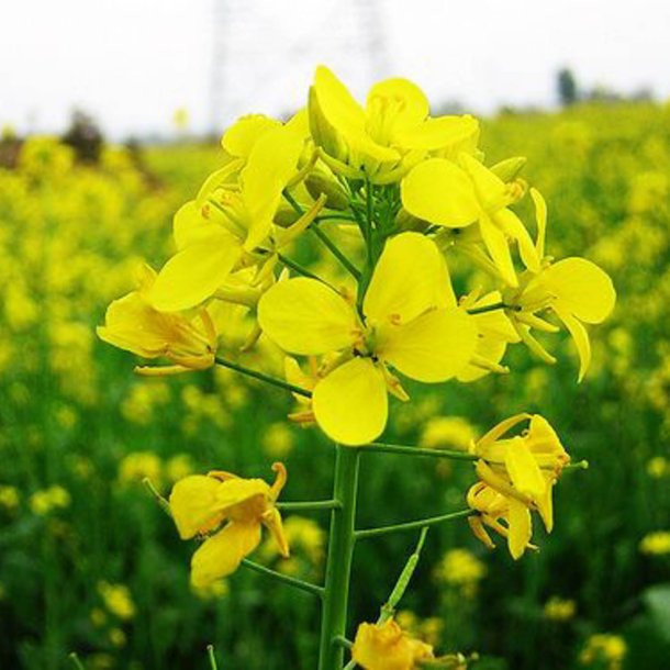 Sennep, <br>gul <br><i>Sinapis alba</i>