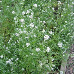 Karse <br><i>Lepidium sativum </i><br><br>