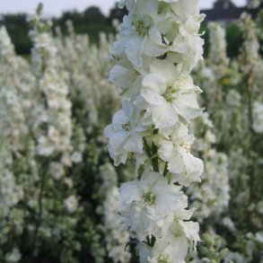 Ridderspore <br>'White Spire'<br><i>Delphinium consolida</i>