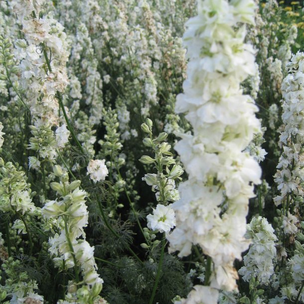Ridderspore <br>'White Spire'<br><i>Delphinium consolida</i>