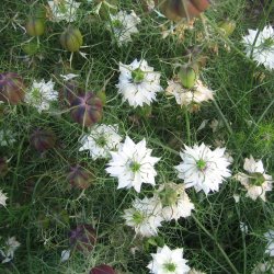 Nigella, <br>Jomfru i det grnne <br>'Albion Red Pod'<br><i>Nigella damascena</i>