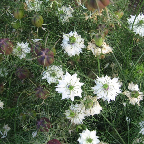 Nigella, <br>Jomfru i det grnne <br>'Albion Red Pod'<br><i>Nigella damascena</i>