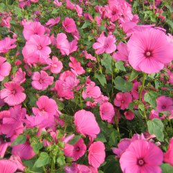 Mamelukrme <br>'Ruby Regis' <br><i>Lavatera trimestris </i>