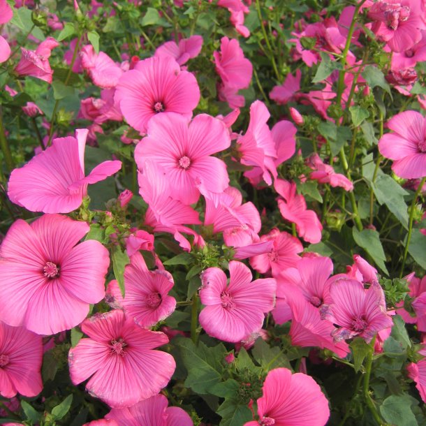 Mamelukrme <br>'Ruby Regis' <br><i>Lavatera trimestris </i>