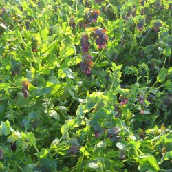 Voksurt <br><i>Cerinthe major 'Purpurescens'</i>