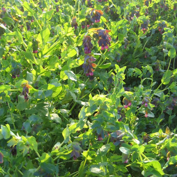 Voksurt <br><i>Cerinthe major 'Purpurescens'</i>