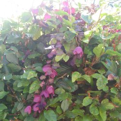 Rosenslynger, prinsessesk�rt<br><i>Rhodochiton atrosanguineus</i>