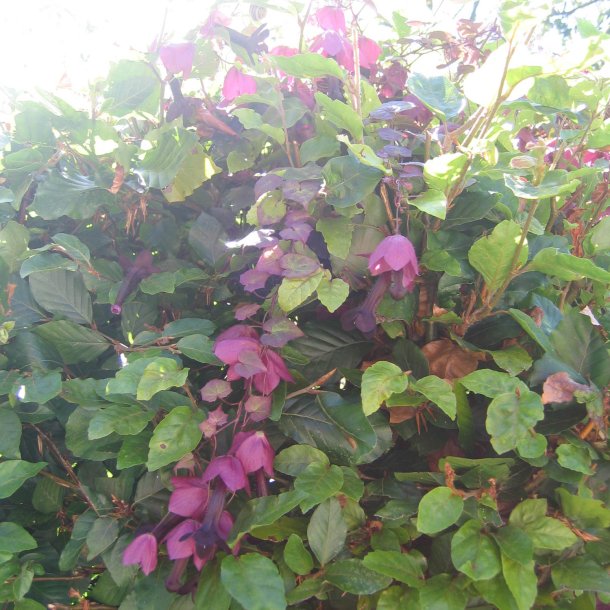Rosenslynger, prinsessesk�rt<br><i>Rhodochiton atrosanguineus</i>