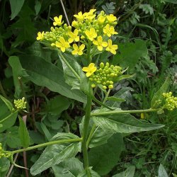 Takkeklap, <br>Orientalsk <br><i>Bunias orientalis </i>