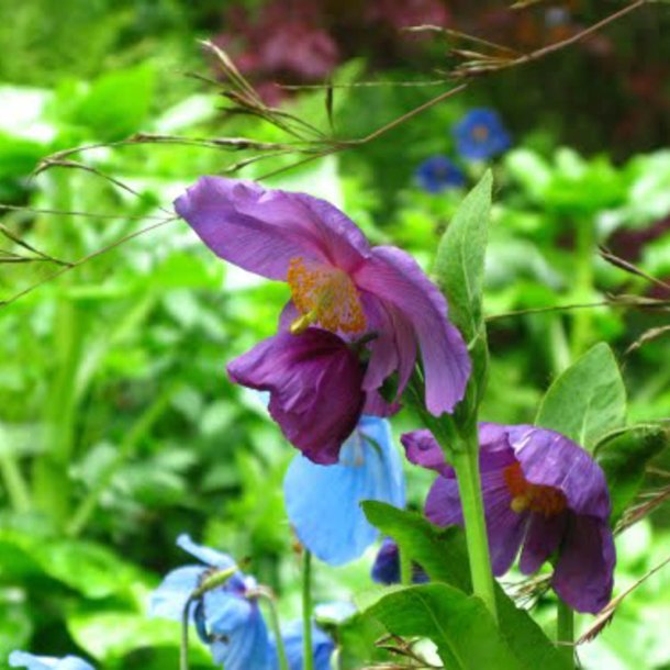 Valmuesster, Tibets - <br>'Hensol Violet' <br><i>Meconopsis baileyi</i>