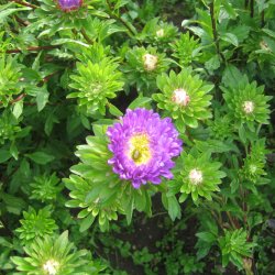 Asters, Sommer- <br>'Deep Blue' <br><i>Callistephus chinensis </i>
