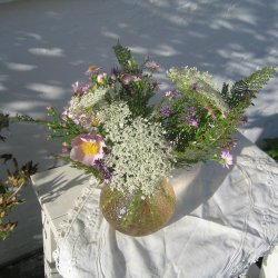 Gulerod, vild <br><i>Daucus carota ssp. carota</i><br><br>