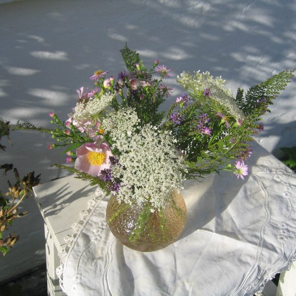 Gulerod, vild <br><i>Daucus carota ssp. carota</i><br><br>