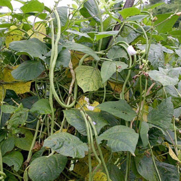 Meterbnne, <br>spaghettibnne<br><i>Vigna unguiculata ssp. sesquipedalis</i>