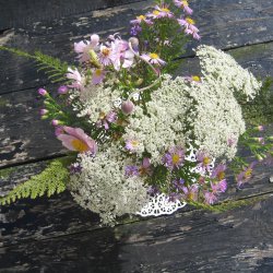 Gulerod, vild <br><i>Daucus carota ssp. carota</i><br><br>