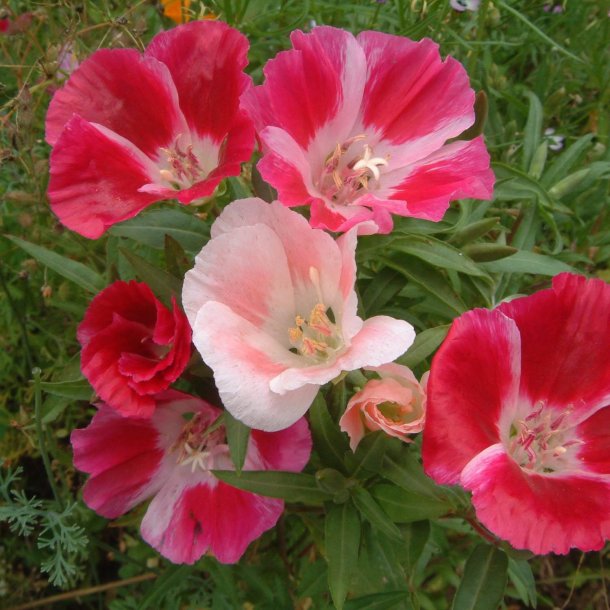 Blomstermix, <br>Romantisk<br><br>