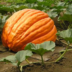 Grskar <br>'Atlantic Giant' <br><i>Cucurbita maxima</i>