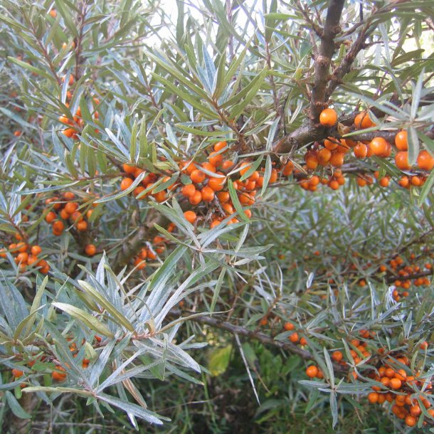 Havtorn <br><i>Hippopha rhamnoides</i><br><br>