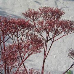 Lgebaldrian <br><i>Valeriana officinalis</i><br><br>