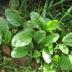 Vejbred, Glat - <br>Bredbladet<br><i>Plantago major</i> 