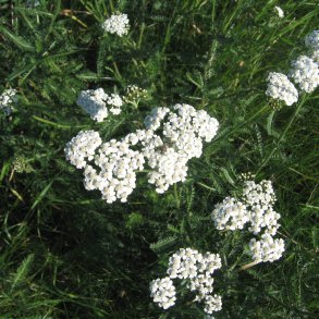 Rllike, <br>almindelig<br><i>Achillea millefolium</i>  
