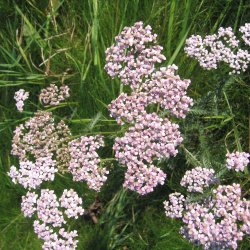 Natureng, <br>vilde blomster <br>og grsser