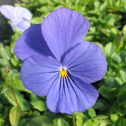Hornviol <br>'Perfection Blue'<br><i>Viola cornuta</i>