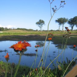 Hgeurt, Pomerans- <br><i>Hieracium aurantiacum/Pilosella a.</i>