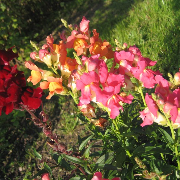 Lvemund <br>'Mix' <br><i>Antirrhinum majus </i>