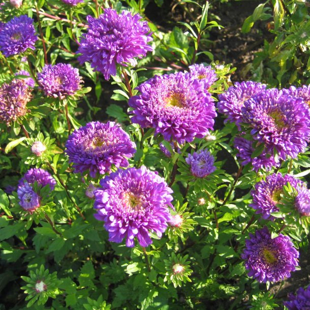 Asters, Sommer- <br>'Deep Blue' <br><i>Callistephus chinensis </i>