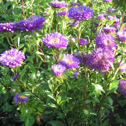 Asters, Sommer- <br>'Deep Blue' <br><i>Callistephus chinensis </i>