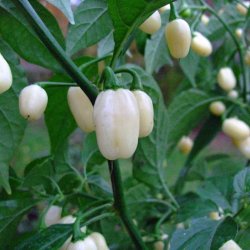 Chili <br>'Habanero White' <br><i>Capsicum chinense</i>