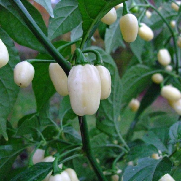 Chili <br>'Habanero White' <br><i>Capsicum chinense</i>