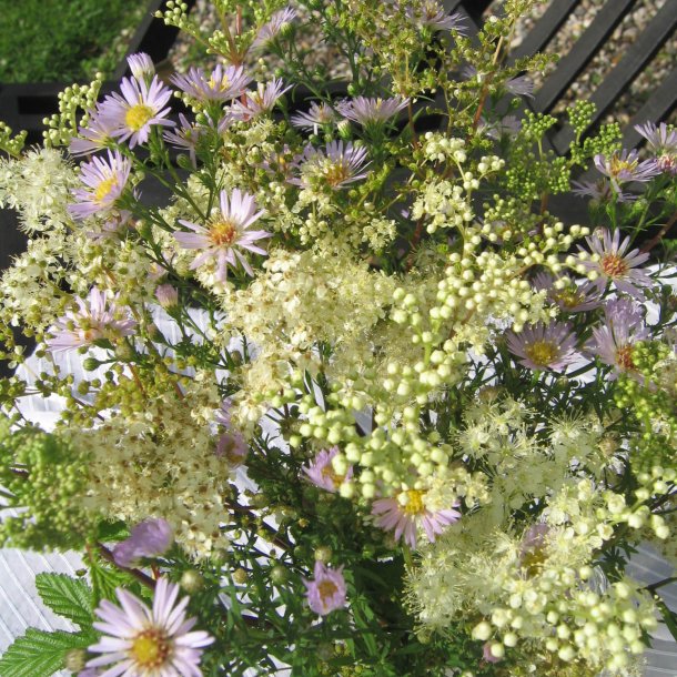 Mjdurt <br><i>Filipendula ulmaria</i><br><br>