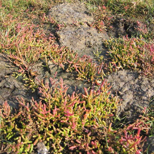 Kveller, <br>salturt<br><i>Salicornia europaea</i><br>
