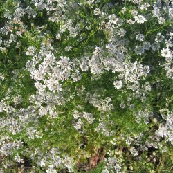 Koriander <br>'Marino' <br><i>Coriandrum sativum </i>