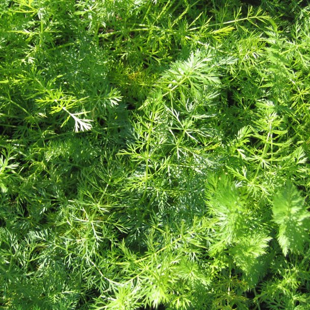 Kommen <br><i>Carum carvi</i><br><br>