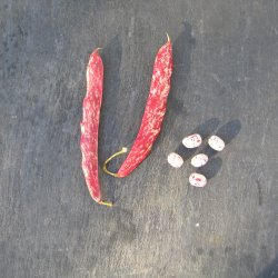 Borlotto, stangbnne<br>'Speckled Cranberry' <br><i>Phaseolus vulgaris</i>