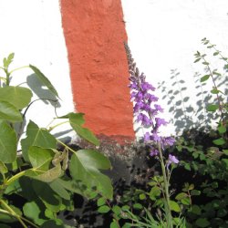 Torskemund, Purpur- <br>'Mix' <br><i>Linaria purpurea</i>