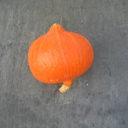 Grskar, Hokkaido- <br>'Uchiki kuri' <br><i>Cucurbita maxima</i>