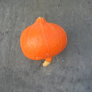 Grskar, Hokkaido- <br>'Uchiki kuri' <br><i>Cucurbita maxima</i>